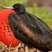 Great Frigatebird